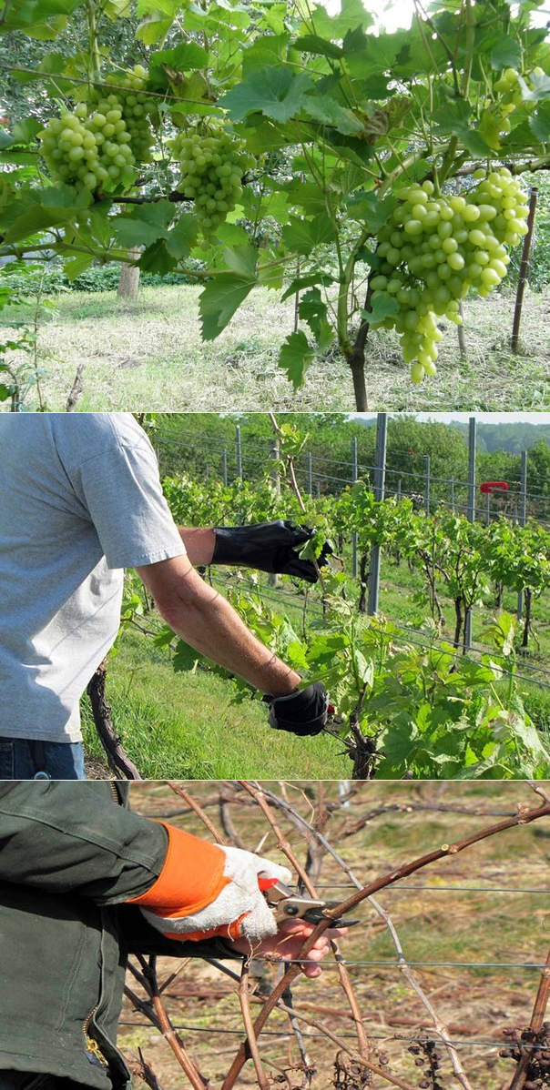 как правильно срезать виноградную лозу для посадки