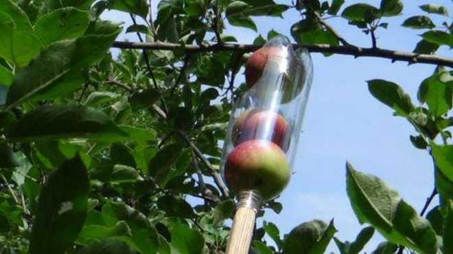 как снять яблоки с высокой яблони