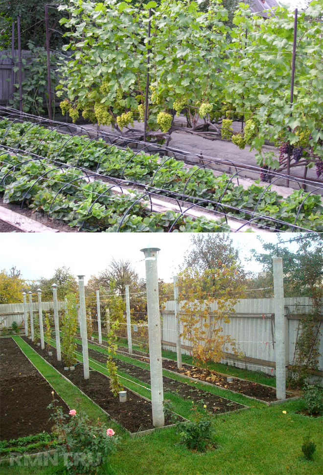 где посадить виноград на даче фото